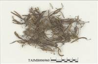 藏品(白齒苔屬)的圖片